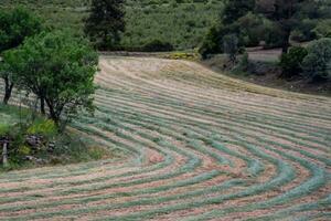 Hay cut in field lies in rows and dries. livestock feed hay photo