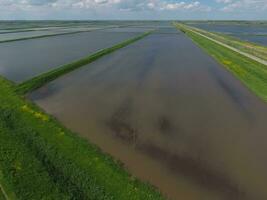 Flooded rice paddies. Agronomic methods of growing rice in the fields. photo