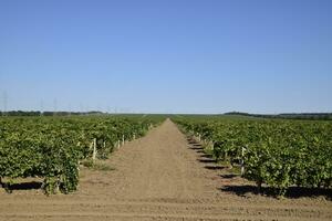The grape gardens. Cultivation of wine grapes at the Sea of Azov photo