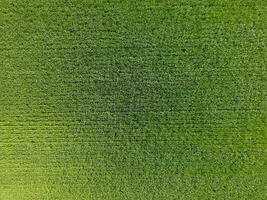 The wheat field is green. Young wheat on the field. View from above. Textural background of green wheat. Green grass. photo