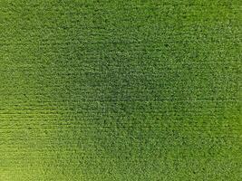 el trigo campo es verde. joven trigo en el campo. ver desde arriba. textural antecedentes de verde trigo. verde césped. foto