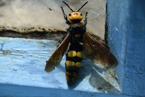 Megascolia maculata. The mammoth wasp. photo