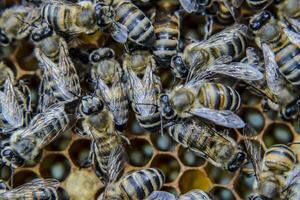 Macro photograph of bees. Dance of the honey bee. Bees in a bee hive on honeycombs. photo