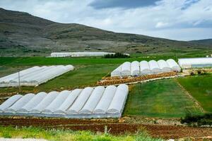 tomato plants growing inside big industrial greenhouse. Industrial agriculture. photo