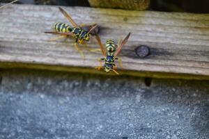 Wasps polist. The nest of a family of wasps which is taken a clo photo