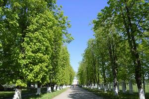 Alley of horse chestnuts against the blue sky. Green trees in the spring. Clear sky. photo