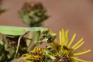 The female praying mantis devouring wasp photo