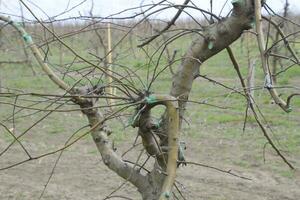 Apple trees in the garden, pruning apple trees photo