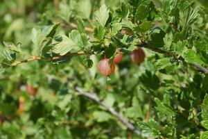 Gooseberries in the garden on a bed. Young leaves of gooseberry photo