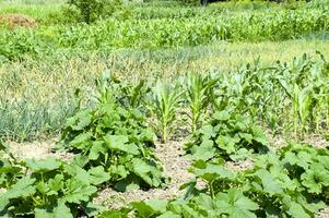 Vegetable garden with zucchini and corn. Vegetable beds in the garden. Weed beds. photo