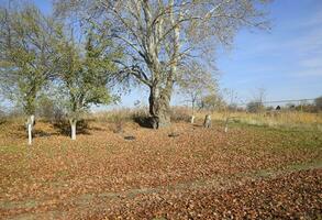 The silver poplar dropped the foliage. Poplar foliage on the ground under a tree. photo