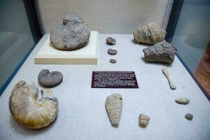 The museum department with petrified shells of ancient mollusks and fish. Ammonites fossilized remains. photo