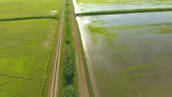 Growing rice on flooded fields. Ripe rice in the field, the beginning of harvesting. A birds-eye view. photo