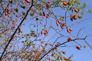 Hips bush with ripe berries. Berries of a dogrose on a bush. Fruits of wild roses. Thorny dogrose. Red rose hips. photo