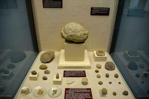 el museo Departamento con petrificado conchas de antiguo moluscos y pez. amonitas fosilizado restos. foto