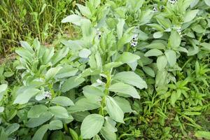 A row of beans in the garden. Green leaves and flowers of beans. Green shoots of beans. photo