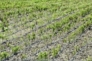 campo con plántulas de Fruta arboles reproducción de Fruta cultivos. foto