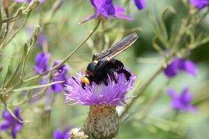Megascolia maculata. The mammoth wasp. photo
