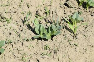 The young shoots of beans. Growing beans in the garden photo