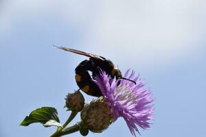 Megascolia maculata. The mammoth wasp. photo