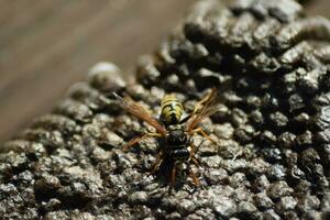 Reversed hornet's nest. photo