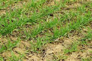 Spring winter wheat field photo