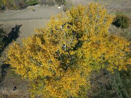 Yellow leaves on a silver poplar, top view photo