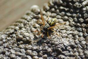 Vespiary. Wasps polist. photo