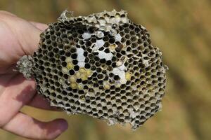 Sota from the nest of wasps. Destroyed hornet's nest. photo