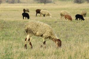 Sheep in the pasture photo