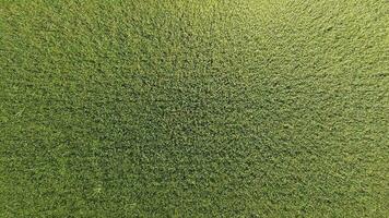 verde trigo en el campo, parte superior ver con un zumbido. textura de trigo verde antecedentes. foto