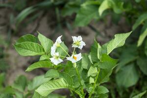 Flowers of potatoes on a bush. Flowering potatoes. White flowers. photo