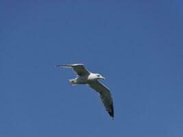 Gaviota volador en el azul cielo. mar pájaro. foto