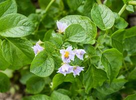 Flowers of potatoes on a bush. Flowering potatoes. White flowers. photo