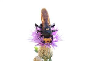 Megascolia maculata. The mammoth wasp. photo