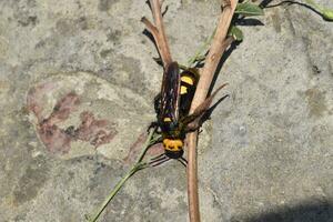 megascolia maculata. el mamut avispa. foto