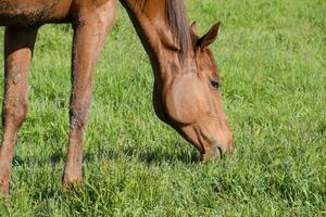 Horses graze in the pasture. Paddock horses on a horse farm. Walking horses photo