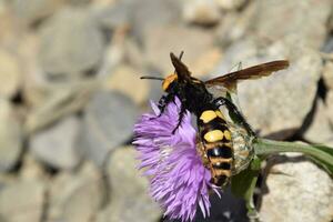 Megascolia maculata. The mammoth wasp. photo