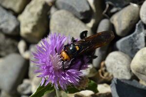 Megascolia maculata. The mammoth wasp. photo