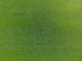 The wheat field is green. Young wheat on the field. View from above. Textural background of green wheat. Green grass. photo