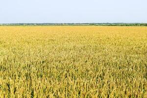 Field of rice in the rice paddies photo