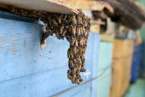 The beginning of the swarming of the bees. A small swarm of mesmerized bees on cardboard paper. Apiary. photo