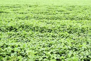 the Soy field. photo