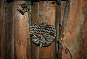 Wasp nest with wasps sitting on it. Wasps polist. The nest of a family of wasps which is taken a close-up photo