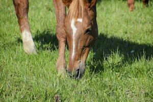 Horses graze in the pasture. Paddock horses on a horse farm. Walking horses photo