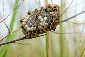Nest of wasps polist in the grass. Small view wasp polist photo
