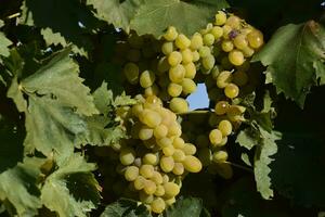 The grape gardens. Cultivation of wine grapes at the Sea of Azov photo