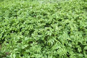 Potato beds in the garden. Green tops of potatoes. photo