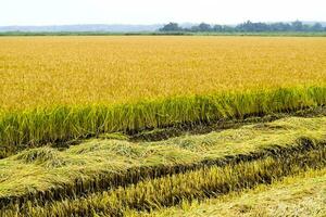 campo arroz cosecha comenzó. foto