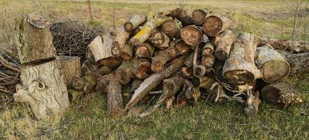 A small pile of firewood stacked photo
